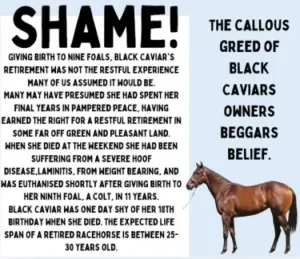 Animal Cruelty. Black Caviar.